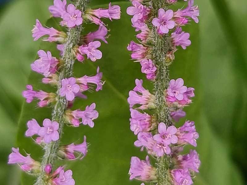 Russischer Meerlavendel - Limonium suworowii