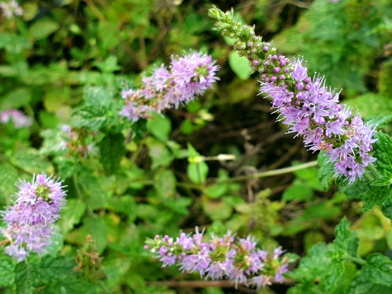 Erdbeer-Minze - Mentha spec.