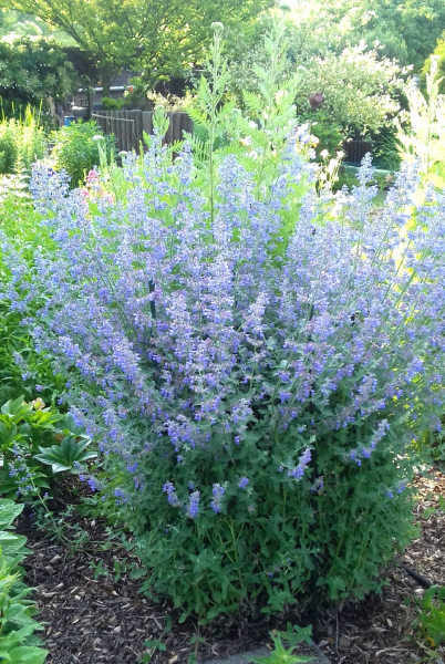 Blaue Katzenminze - Nepeta x faassenii