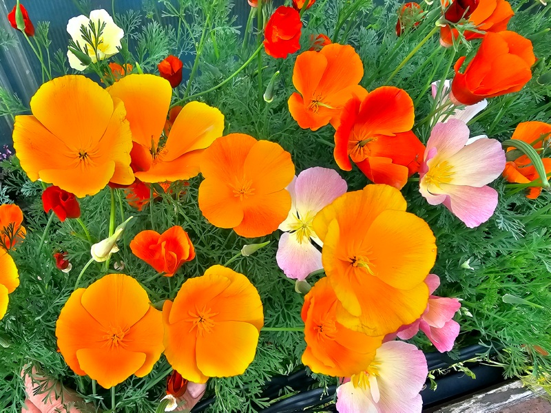 Goldmohn MIX - Eschscholzia californica