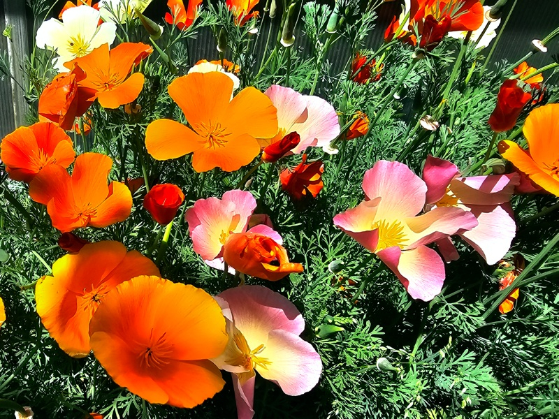 Goldmohn MIX - Eschscholzia californica