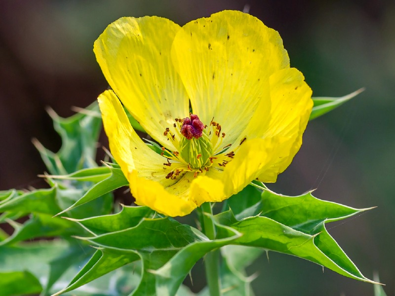 Stachelmohn - Argemone mexicana