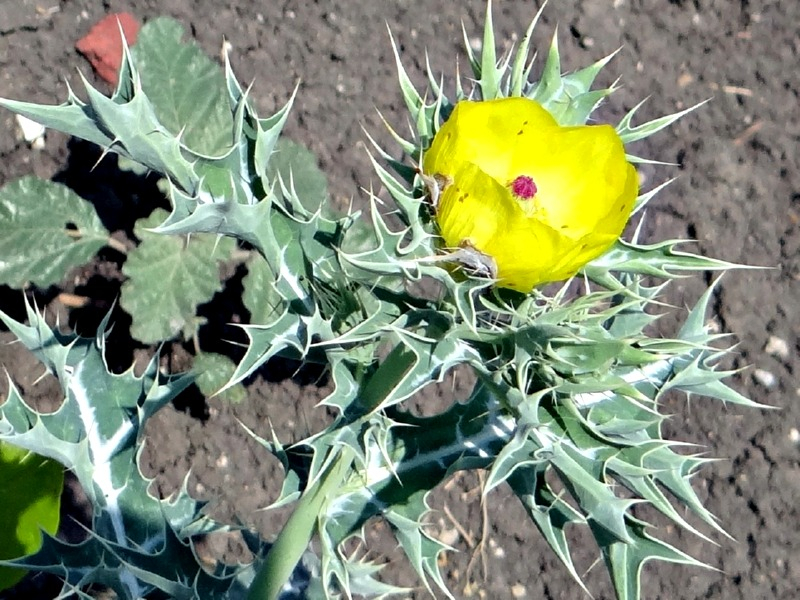 Stachelmohn - Argemone mexicana