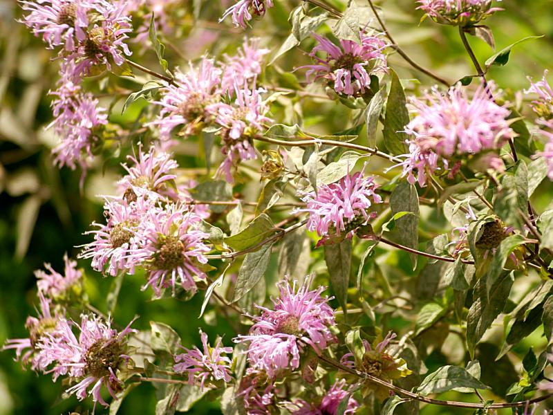 Wilde Indianernessel - Monarda fistulosa