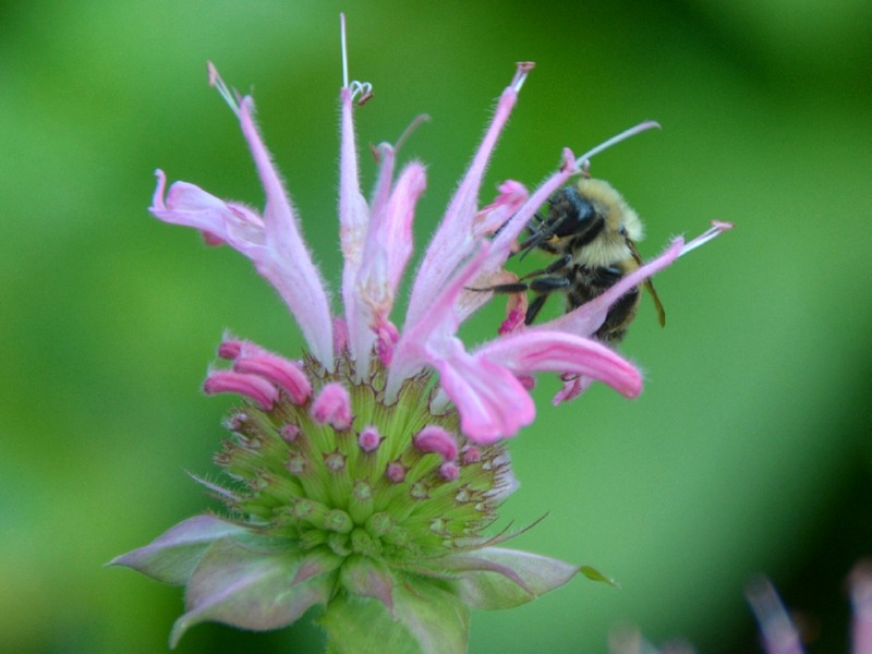 Wilde Indianernessel - Monarda fistulosa