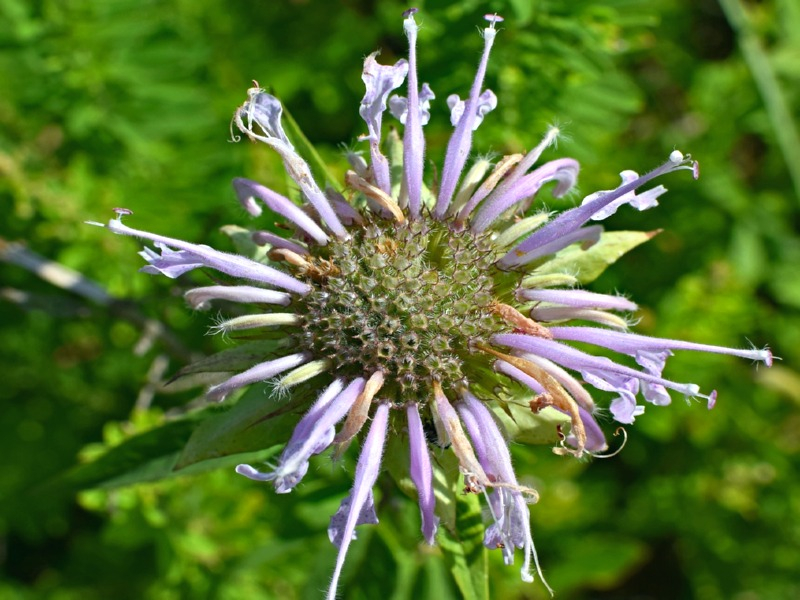 Wilde Indianernessel - Monarda fistulosa