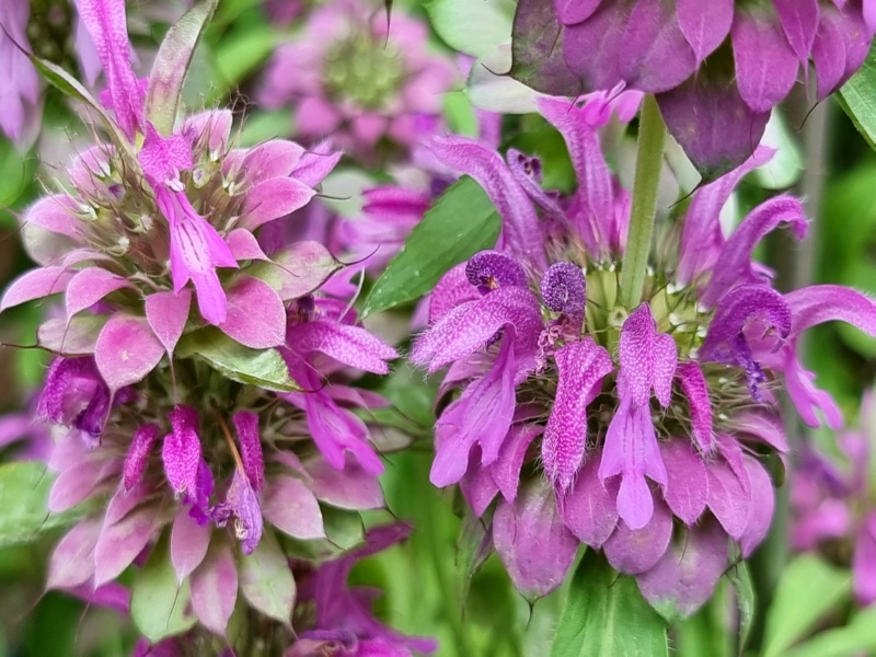 Zitronen Monarde - Monarda citriodora