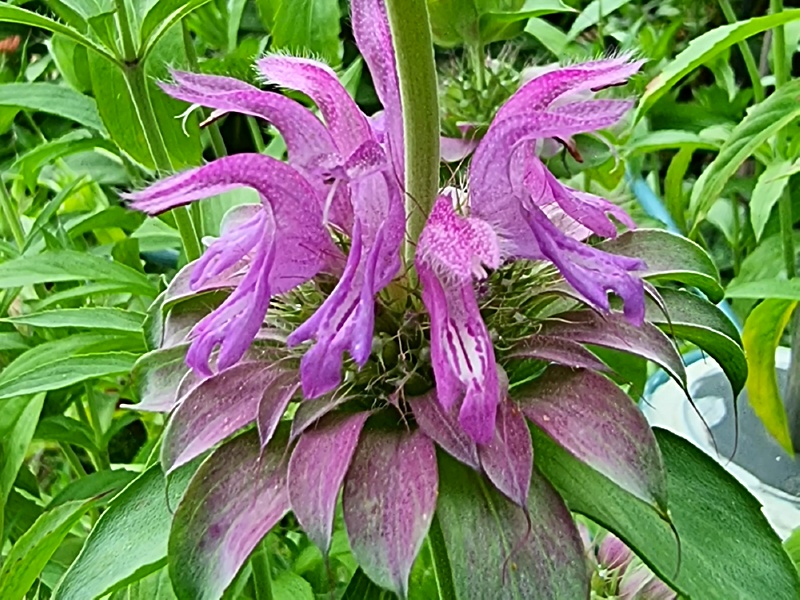 Zitronen Monarde - Monarda citriodora