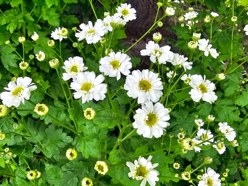 Mutterkraut - Tanacetum parthenium