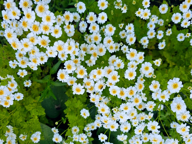 Mutterkraut - Tanacetum parthenium