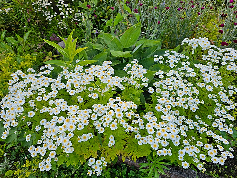 Mutterkraut - Tanacetum parthenium