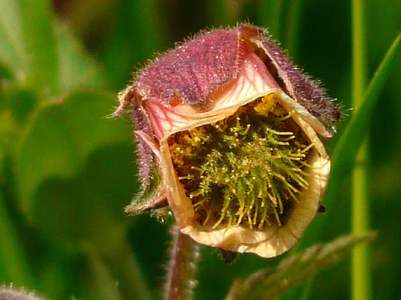 Bachnelkenwurz - Geum rivale