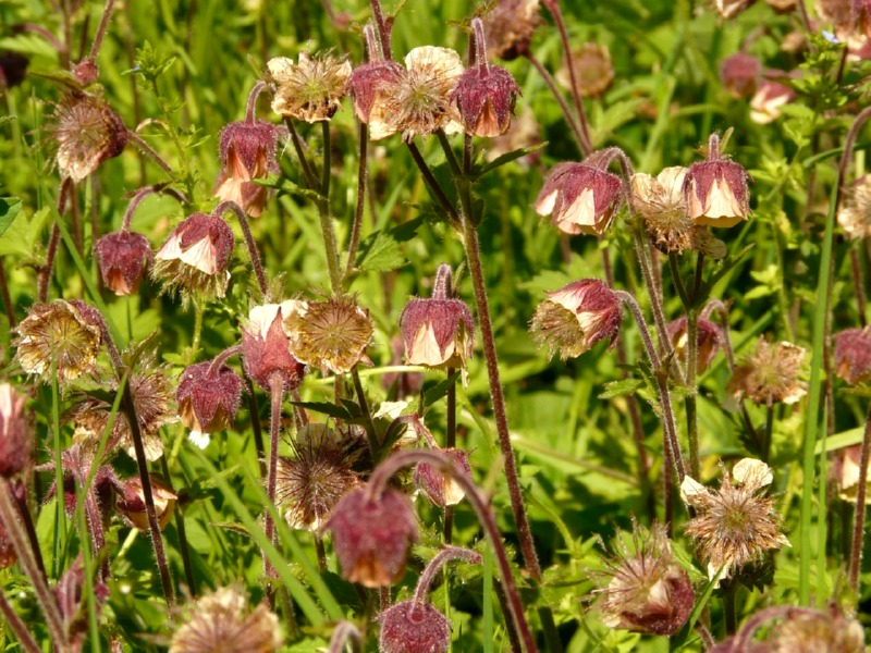 Bachnelkenwurz - Geum rivale