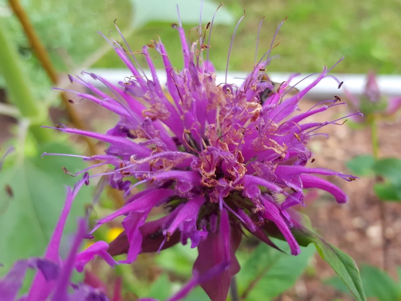 Hain-Salbei oder Steppen-Salbei - Salvia nemorosa