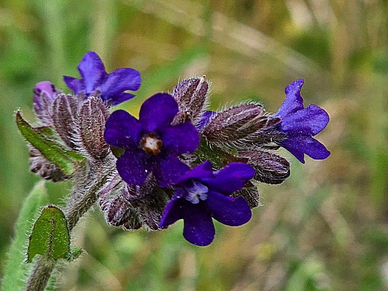 Ochsenzunge - Anchusa officinalis