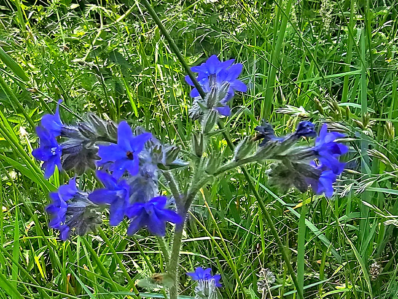 Ochsenzunge - Anchusa officinalis