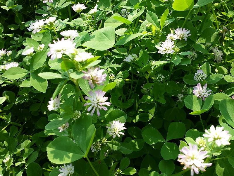 Perserklee - Trifolium resupinatum