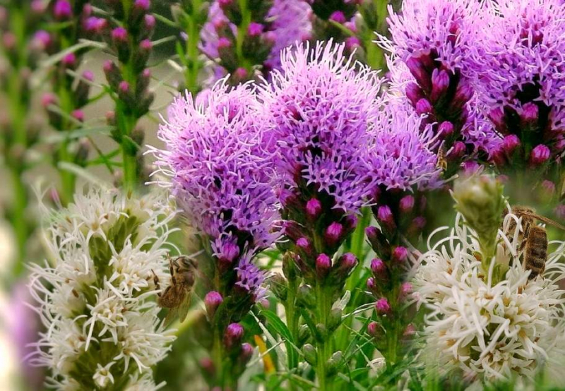 Prachtscharte - Liatris spicata