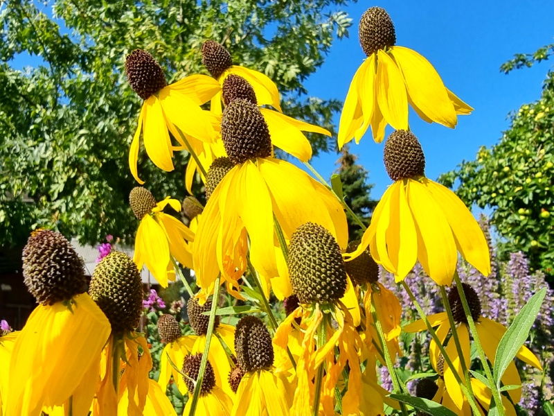 Gelbe Präriezapfenblume - Ratibida pinnata