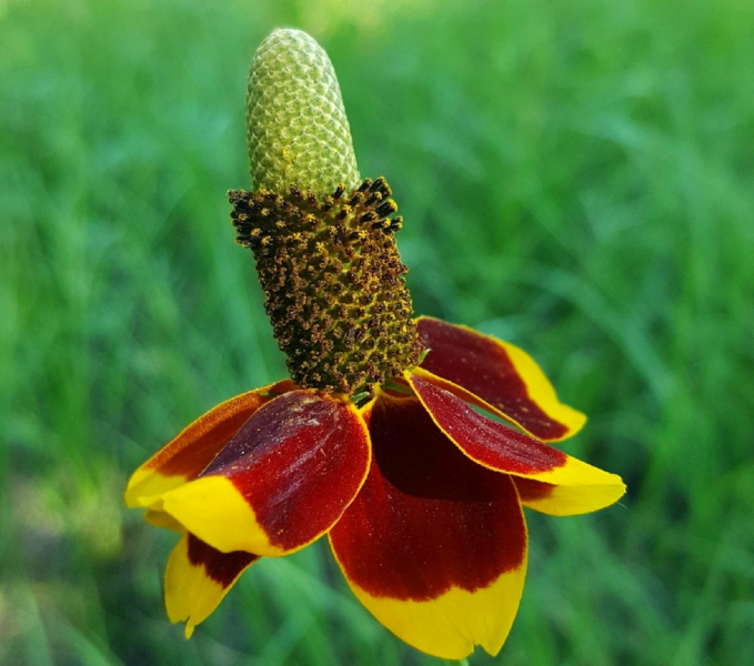 Präriezapfenblume - Ratibida columnifera