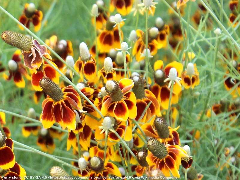 Präriezapfenblume - Ratibida columnifera