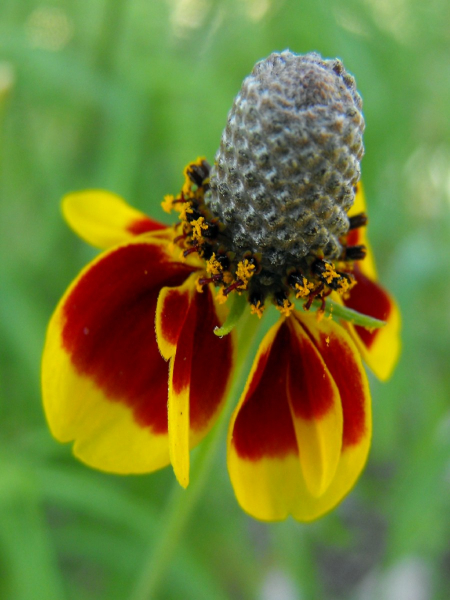 Präriezapfenblume - Ratibida columnifera