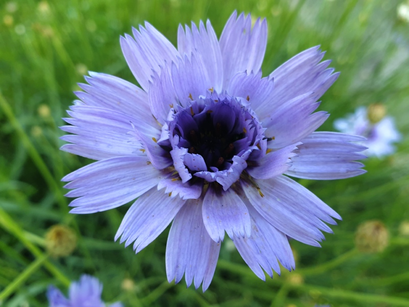 Rasselblumen Blau- Catananche caerulea