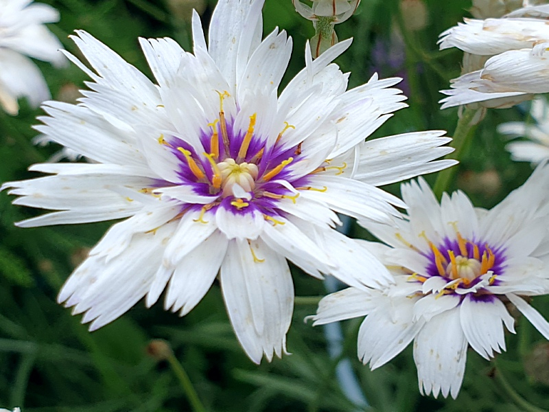 Rasselblumen Blau- Catananche caerulea