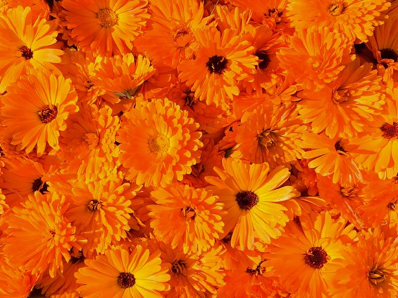 Ringelblume - Calendula officinalis Erfurter Orangefarbige