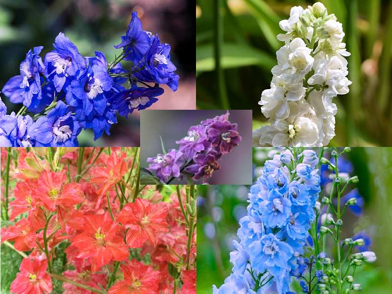 Sommerrittersporn MIX - Delphinium ajacis