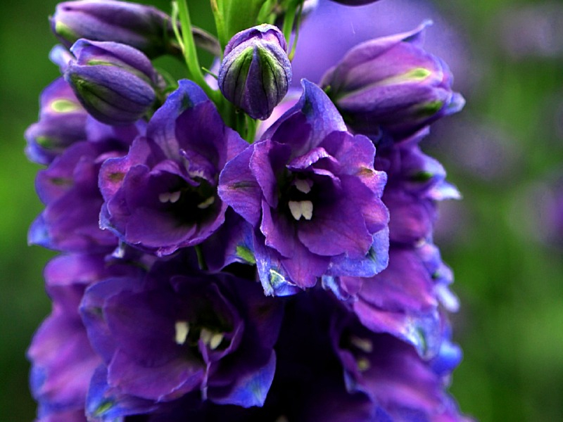 Sommerrittersporn MIX - Delphinium ajacis