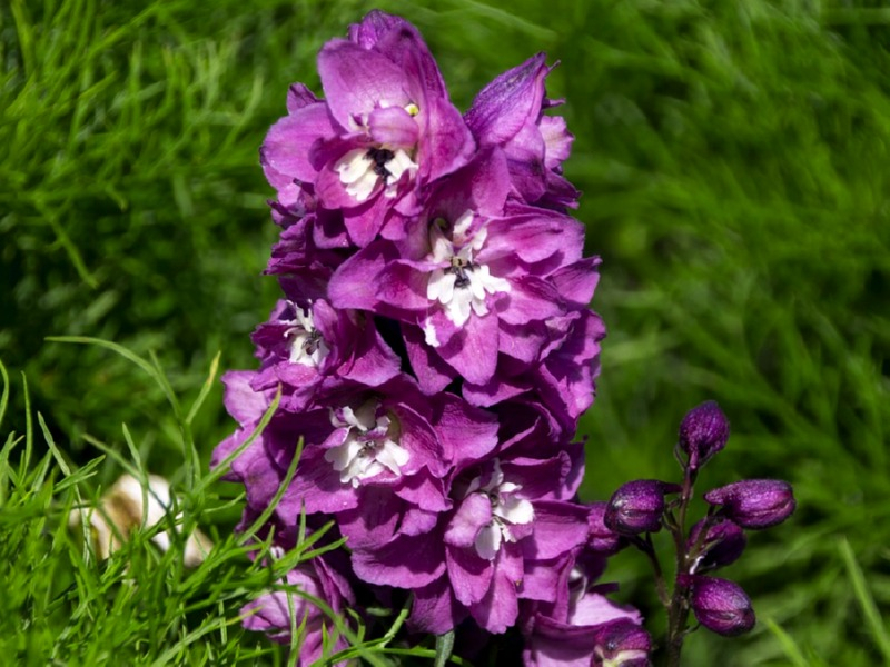 Sommerrittersporn MIX - Delphinium ajacis