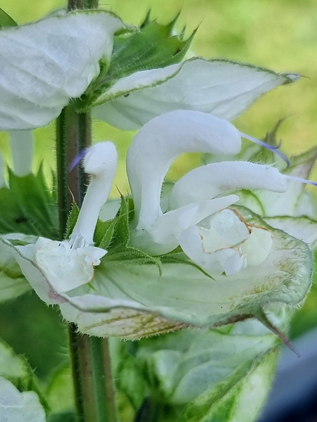 Weißer Muskateller - Salbei Salvia sclarea var. alba
