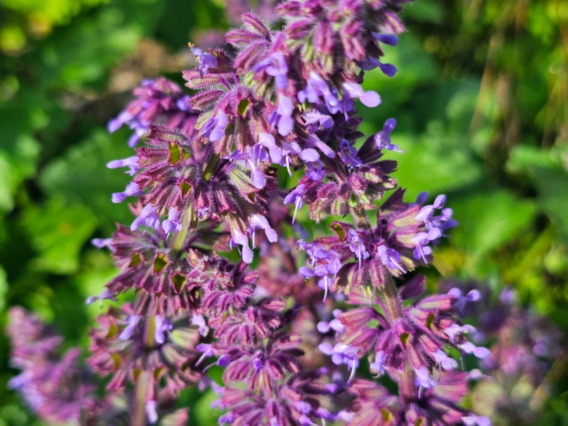 Quirlblütiger Salbei - Salvia verticillata