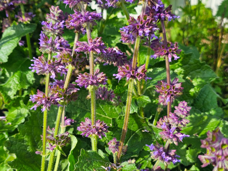 Quirlblütiger Salbei - Salvia verticillata