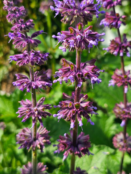 Quirlblütiger Salbei - Salvia verticillata