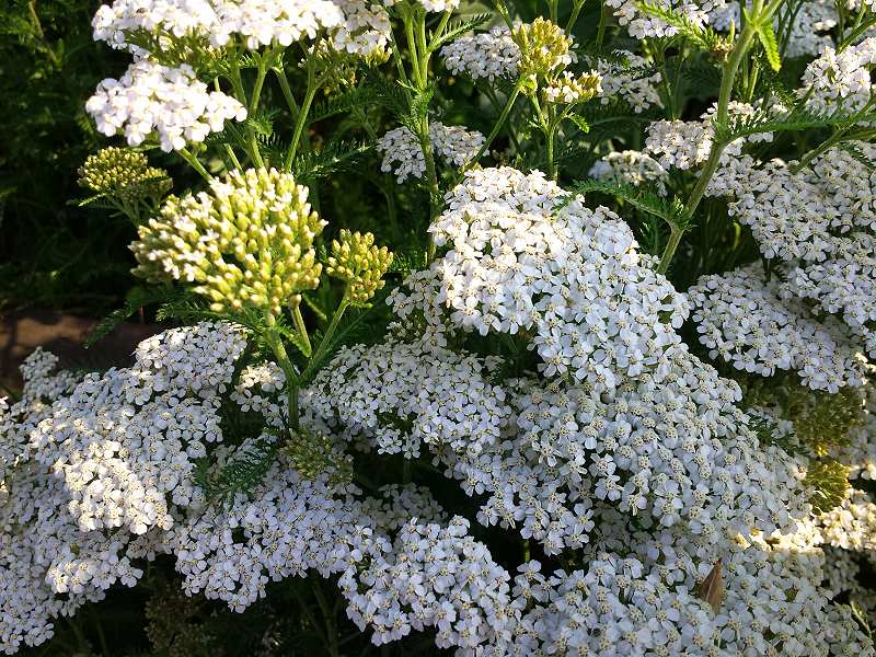 Goldene Schafgarbe  - Achillea filipendulina 'Parkers Varietät'