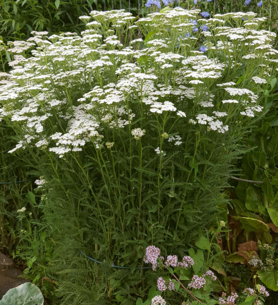 Goldene Schafgarbe  - Achillea filipendulina 'Parkers Varietät'