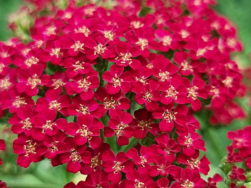 Rote Schafgarbe - Achillea millefolium Paprika
