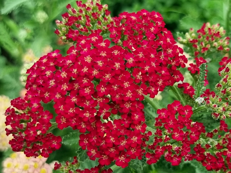 Rote Schafgarbe - Achillea millefolium Paprika