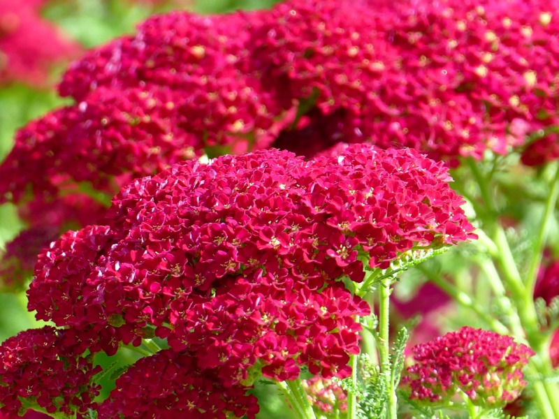 Rote Schafgarbe - Achillea millefolium Paprika