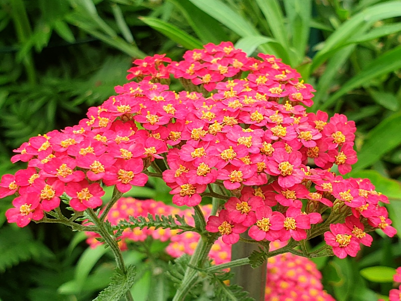 Rote Schafgarbe - Achillea millefolium Paprika