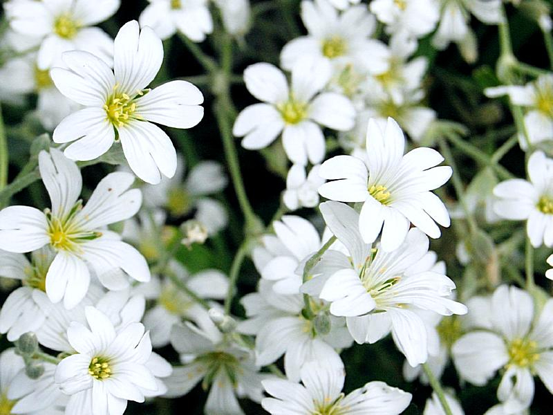 Schleierkraut - Gypsophila elegans