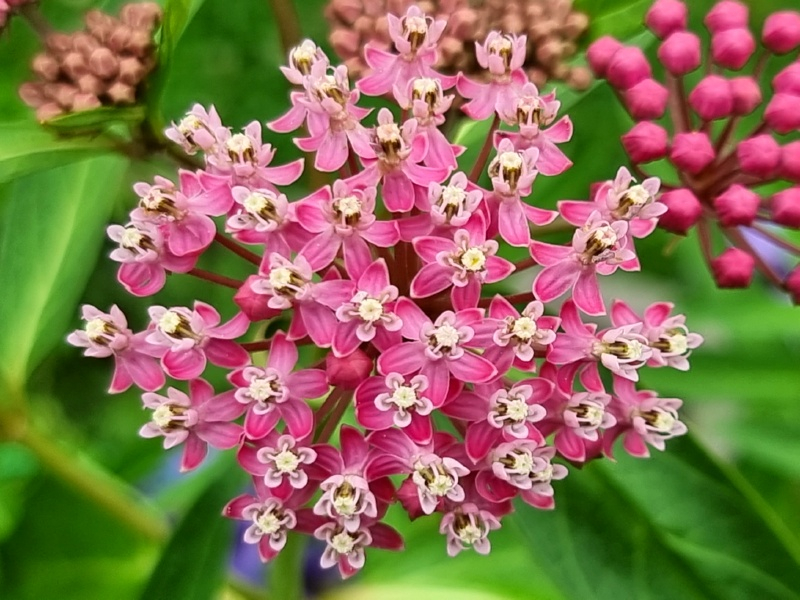 Rosa-Seidenpflanze---Asclepias-incarnata