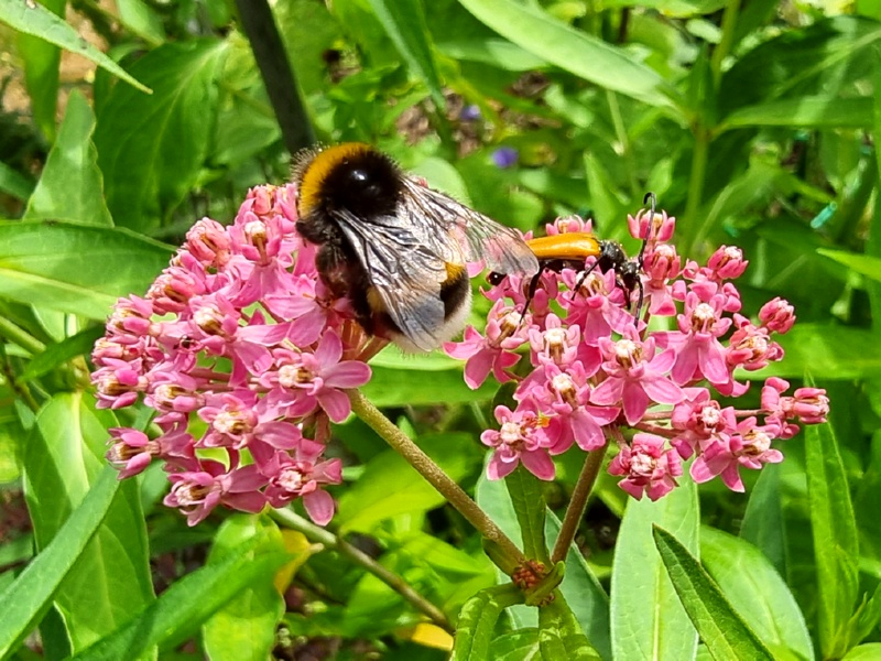 Rosa-Seidenpflanze---Asclepias-incarnata