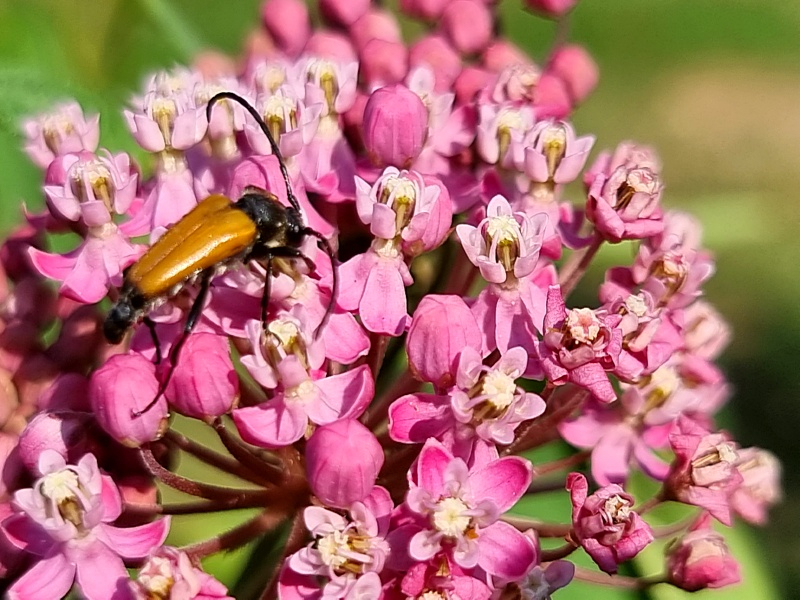 Rosa-Seidenpflanze---Asclepias-incarnata