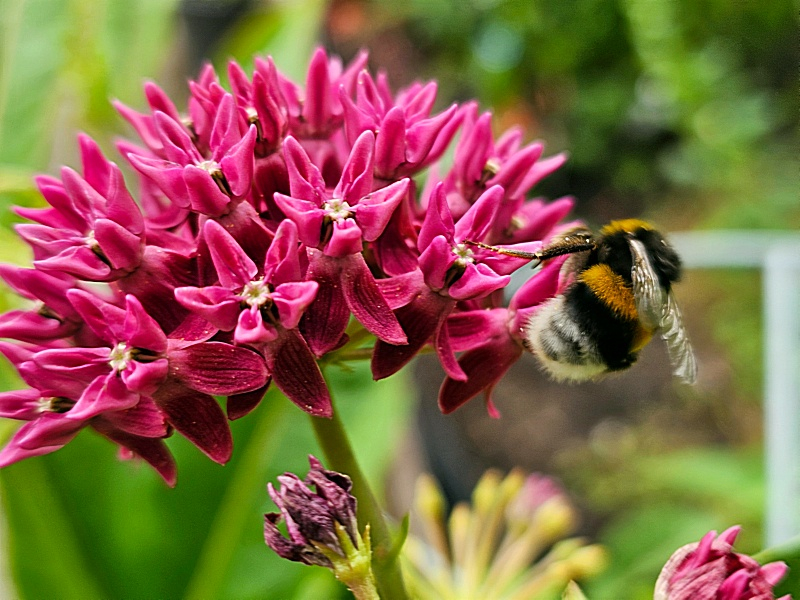Purpur-Seidenpflanze - Asclepias purpurascens