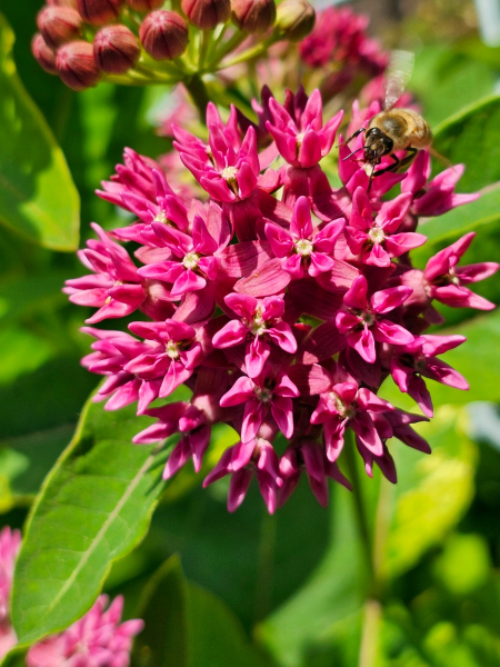 Purpur-Seidenpflanze - Asclepias purpurascens