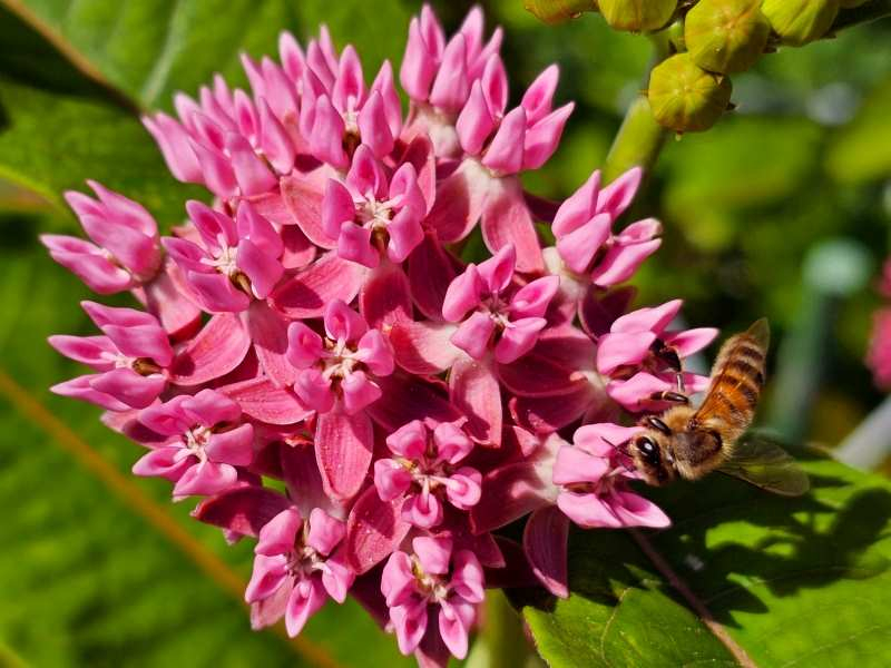 Purpur-Seidenpflanze - Asclepias purpurascens