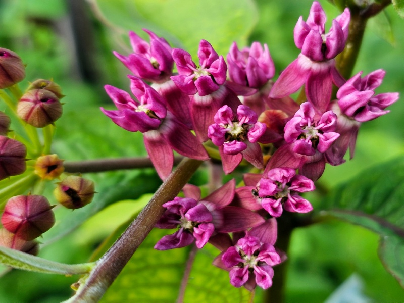 Purpur-Seidenpflanze - Asclepias purpurascens